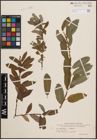 Foto von Salix cinerea L. x Salix purpurea L.